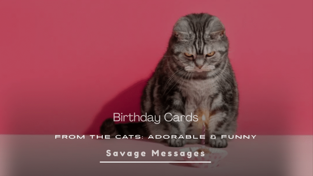 Birthday Cards From the Cats
